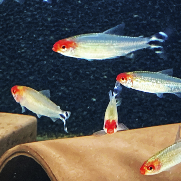Hemigrammus rhodostomus WF
