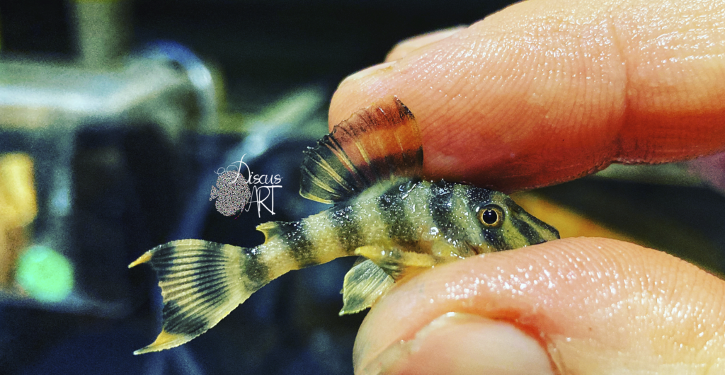 Peckoltia - DiscusArt Peckoltia - DiscusArt