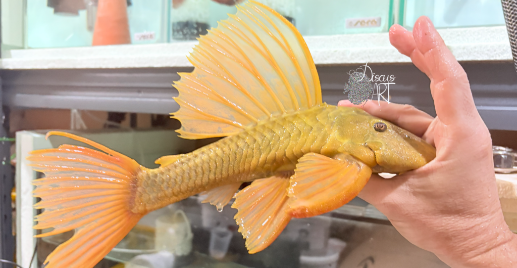 Hypostomus - DiscusArt