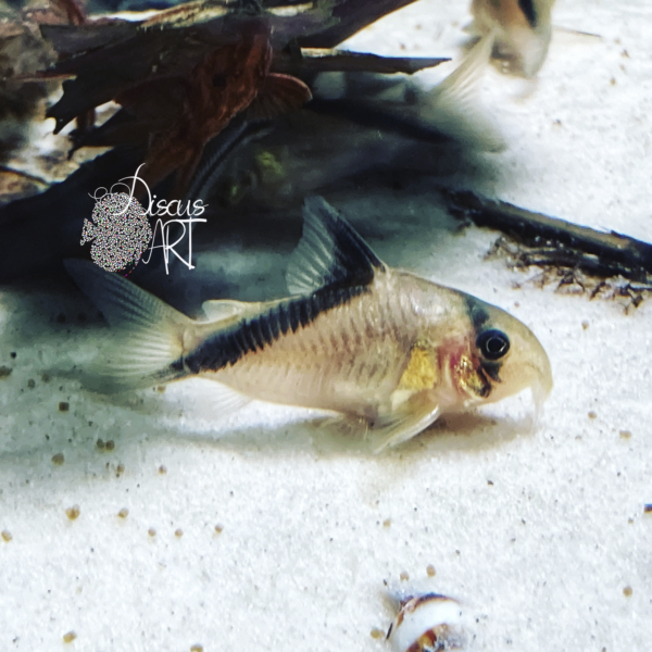 Corydora Melini WF
