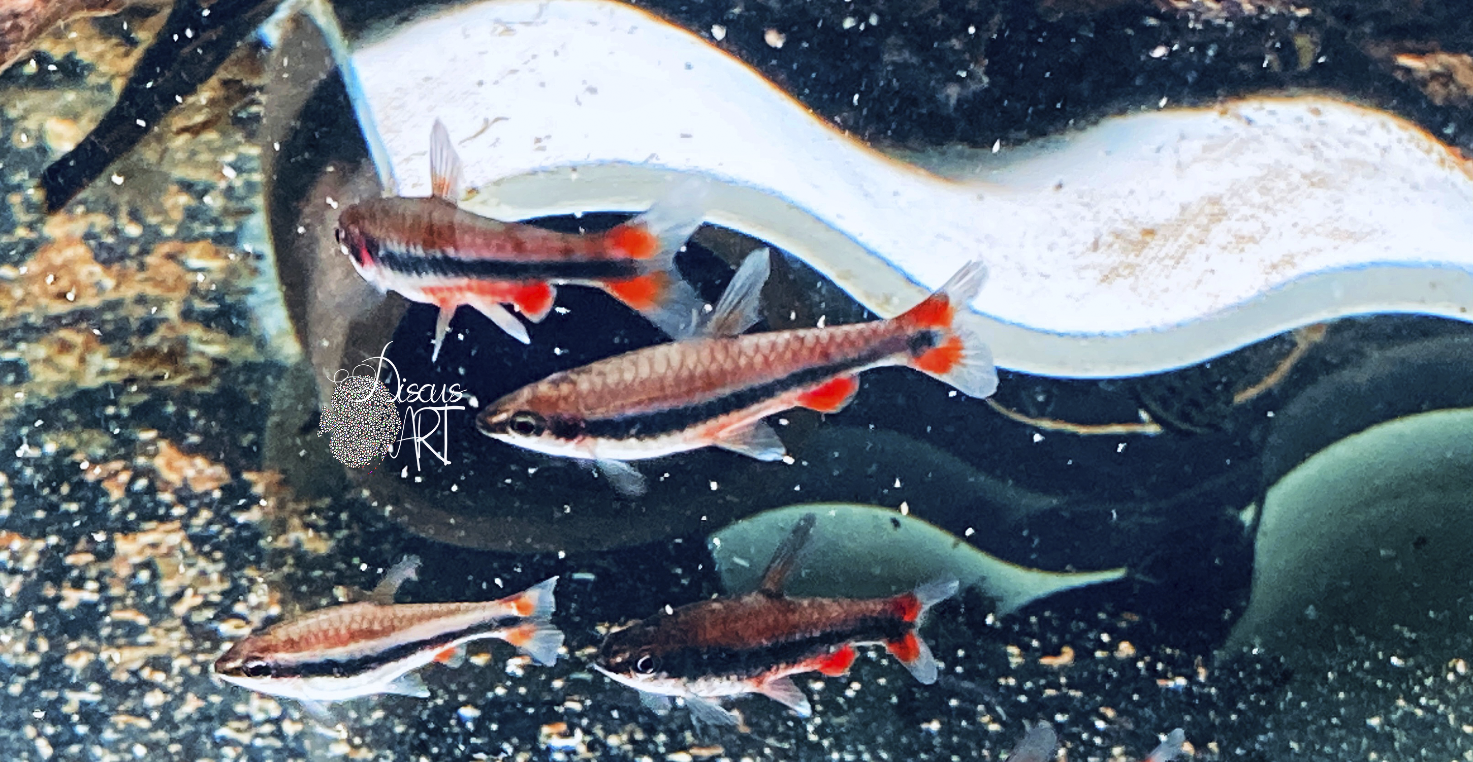 beckfordi Nannostomus Beckfordi WF - DiscusArt