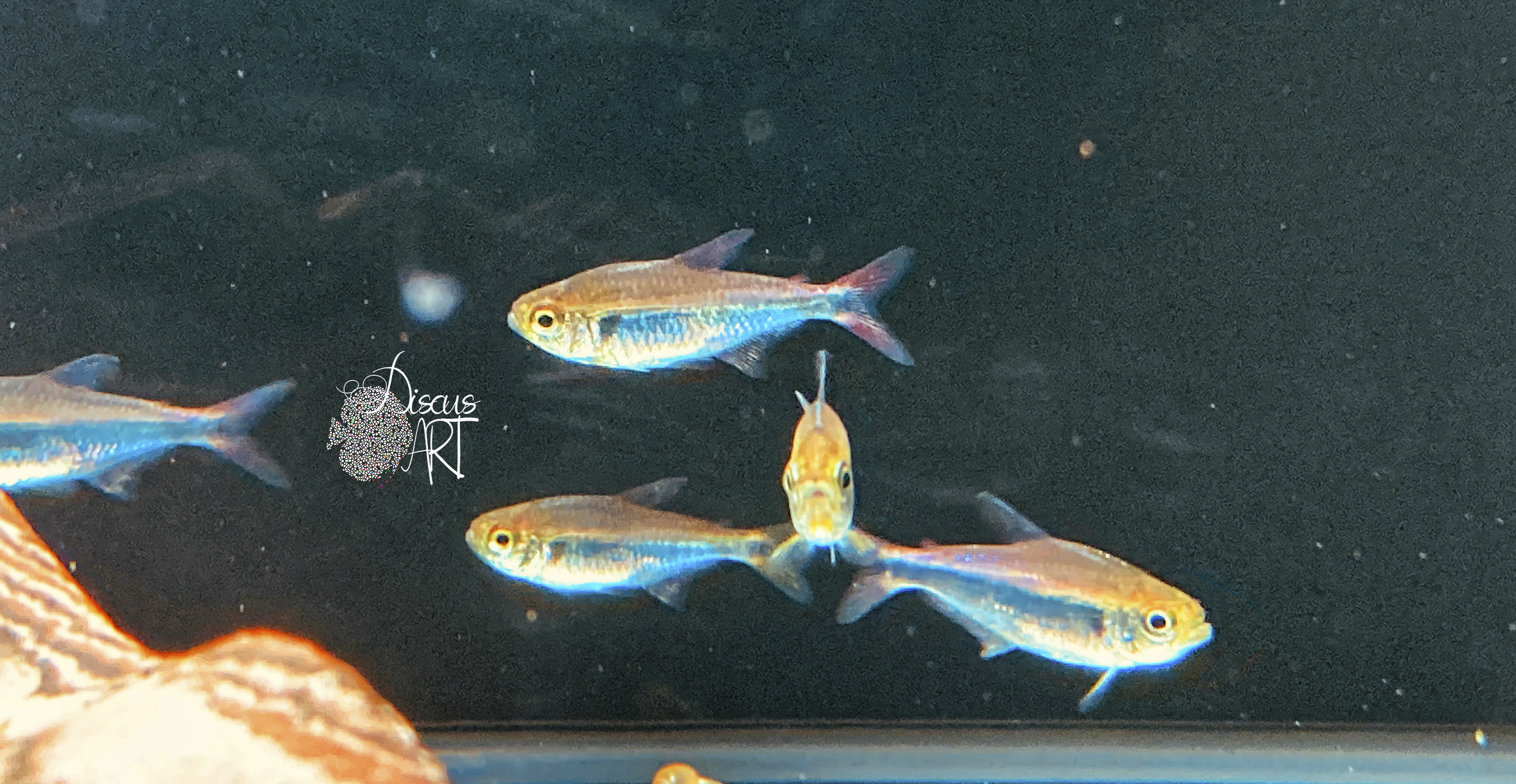 margitae Hyphessobrycon Margitae WF - DiscusArt