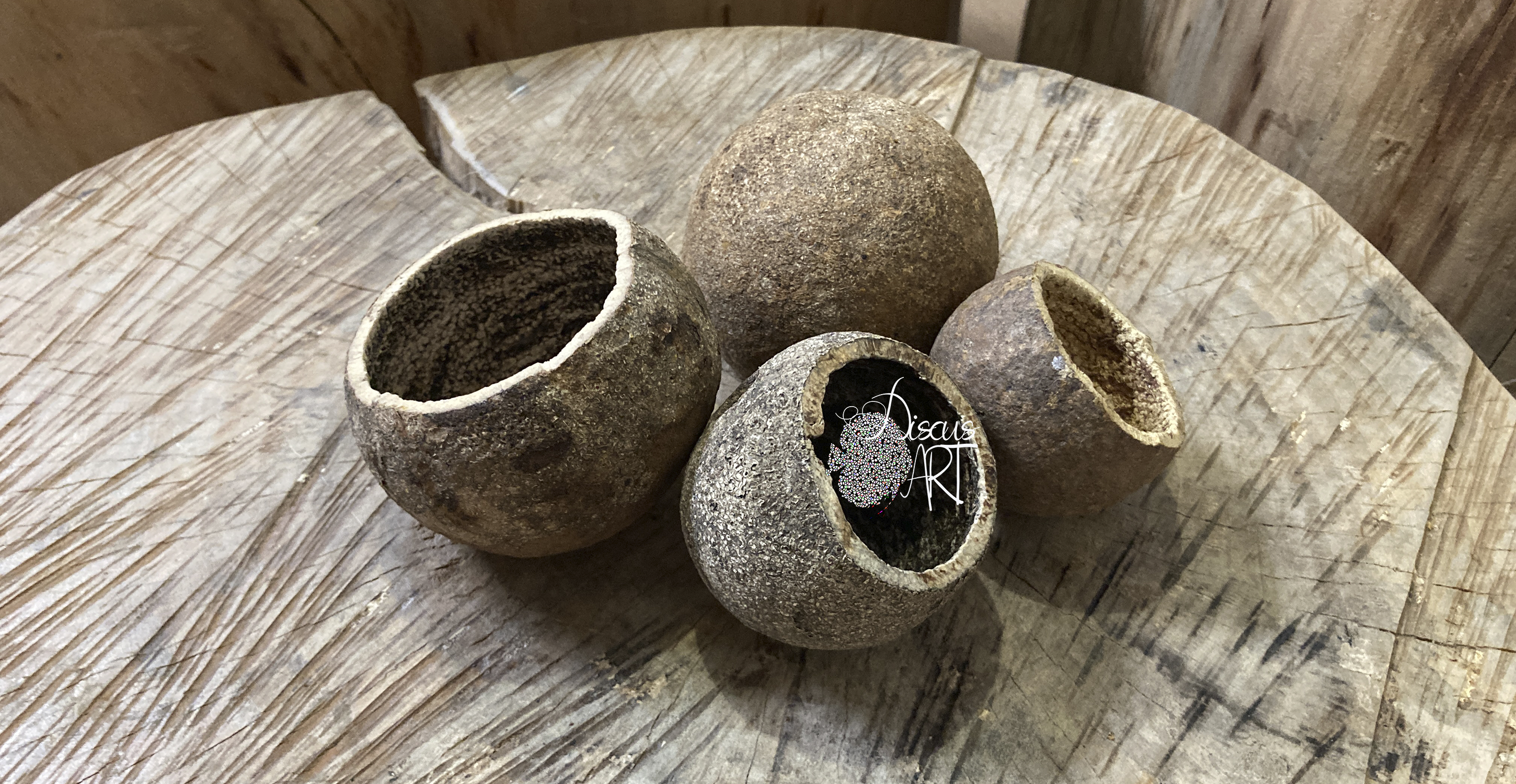 apple wood Limonia Pod - DiscusArt