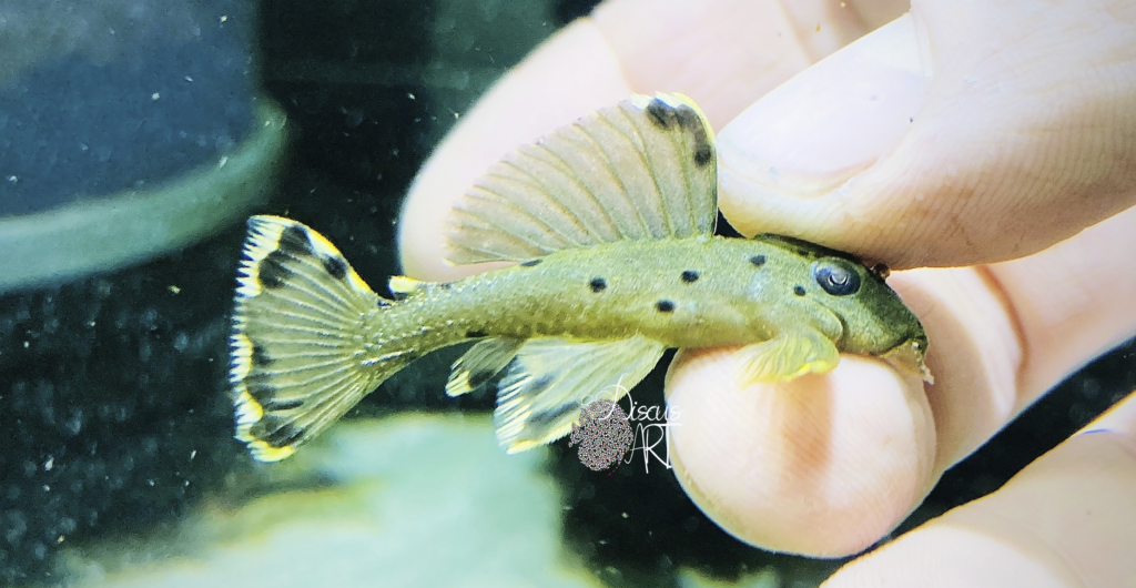 Leporacanthicus - DiscusArt Leporacanthicus - DiscusArt