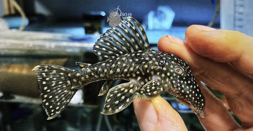 Leporacanthicus - DiscusArt