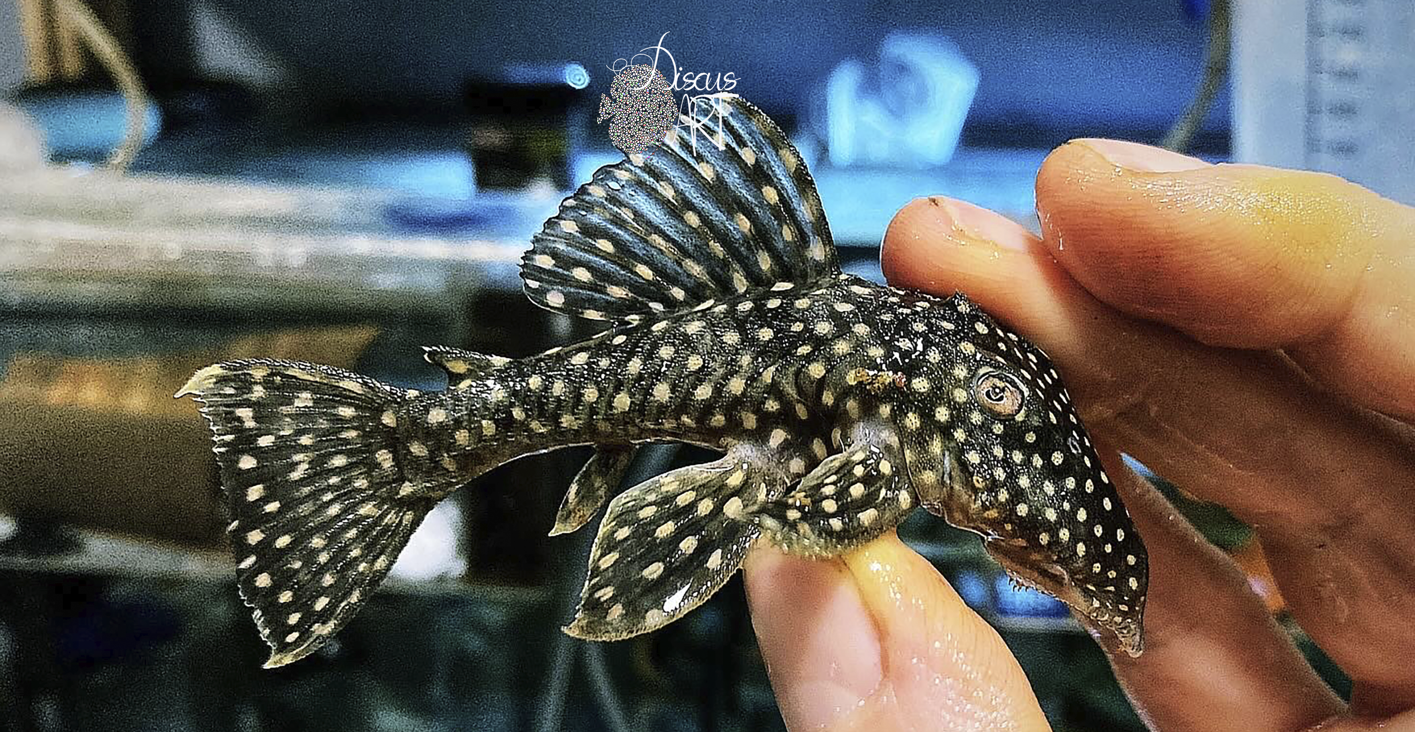 l029 L029 Leporacanthicus Galaxia - DiscusArt