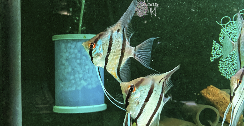 Ciclidos - DiscusArt