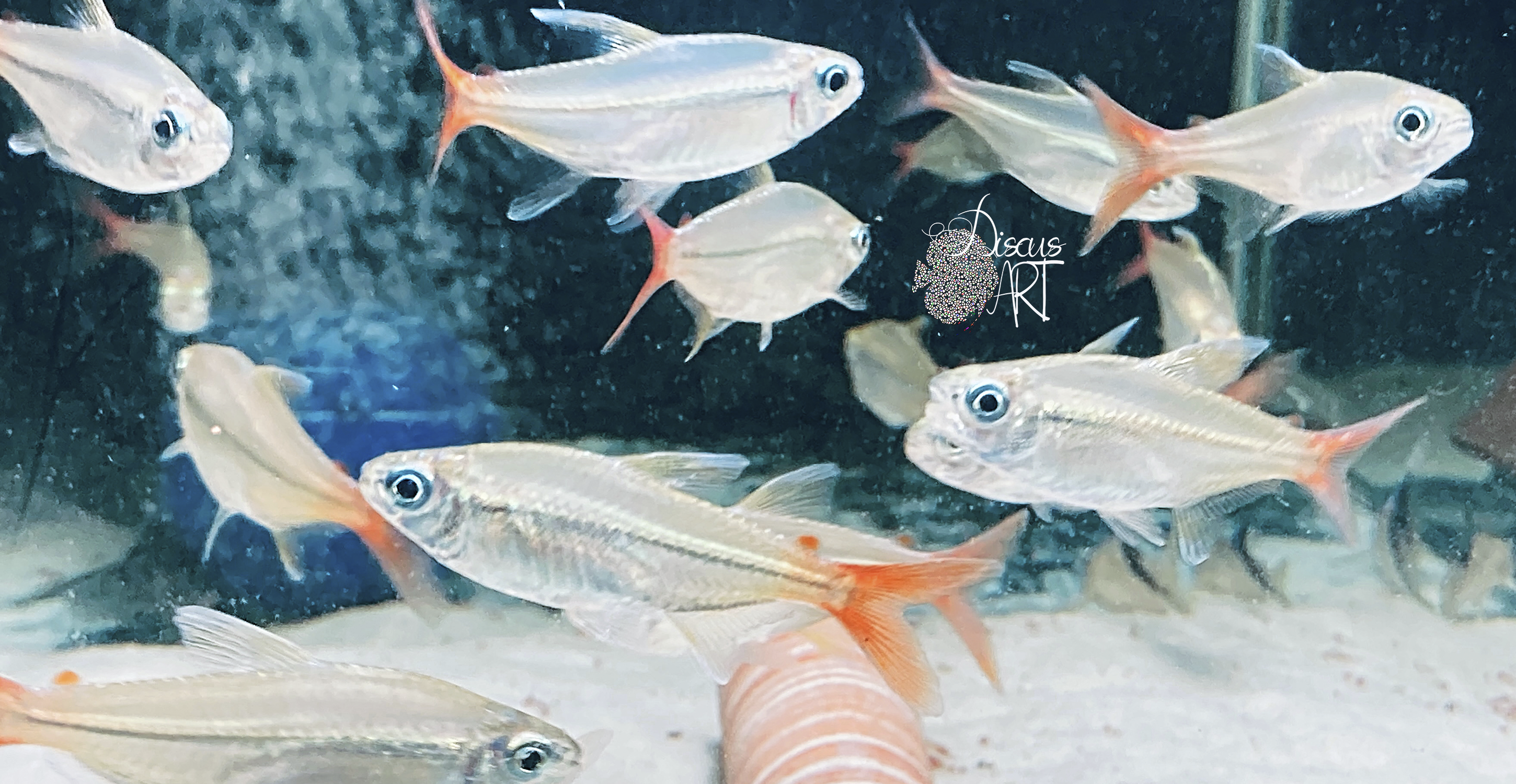 stictus Hemigrammus Stictus WF - DiscusArt