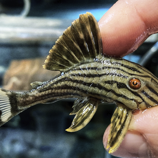 L190 Panaque Nigrolineatus