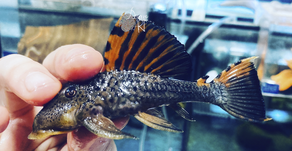 Leporacanthicus - DiscusArt
