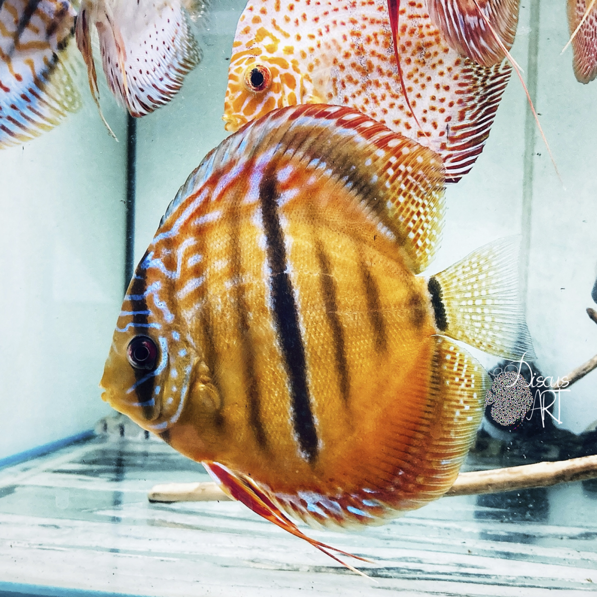 Cuipeua Heckel Cross - Peces Disco - DiscusArt