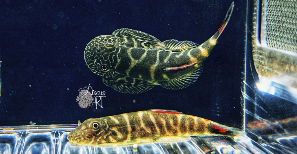 otros peces - DiscusArt