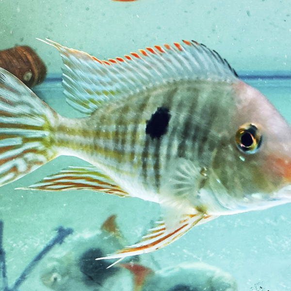 Geophagus Pyrocephalus