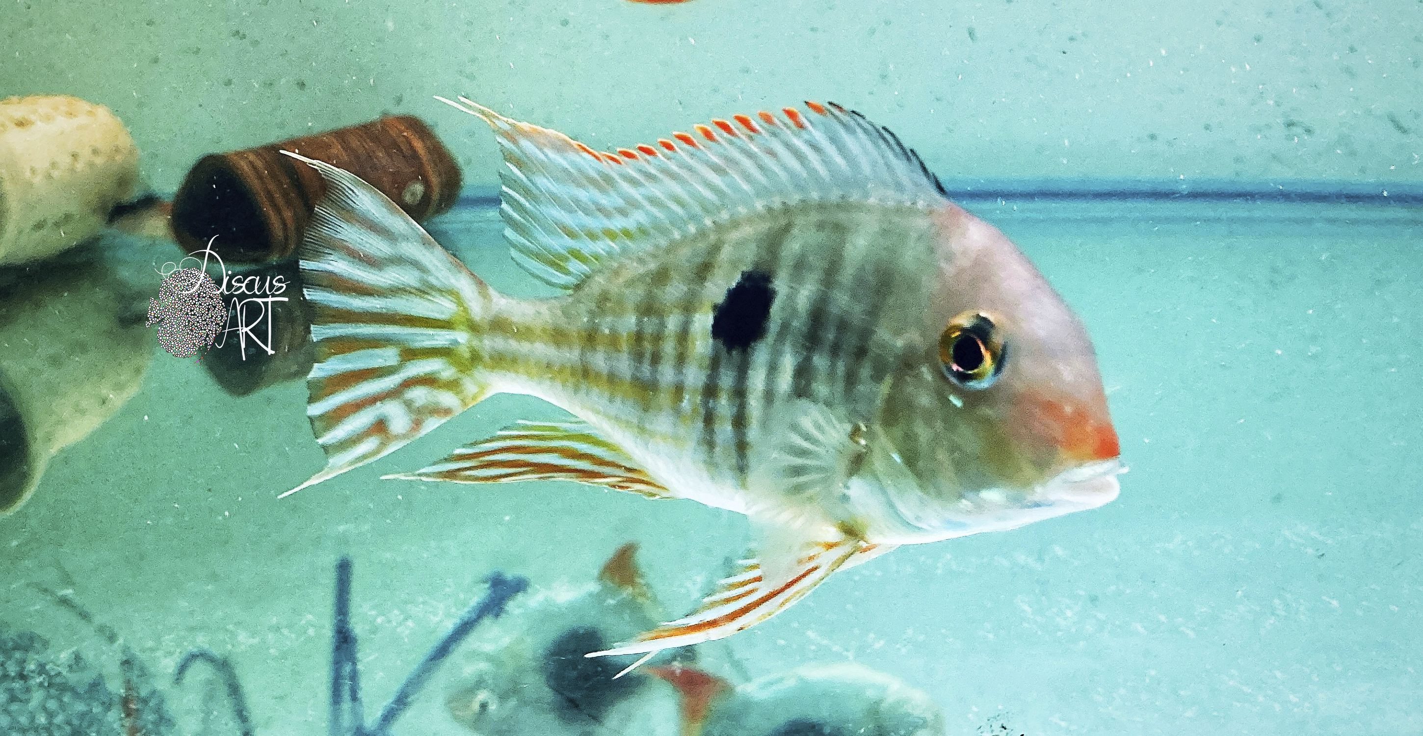 pyrocephalus Geophagus Pyrocephalus - DiscusArt