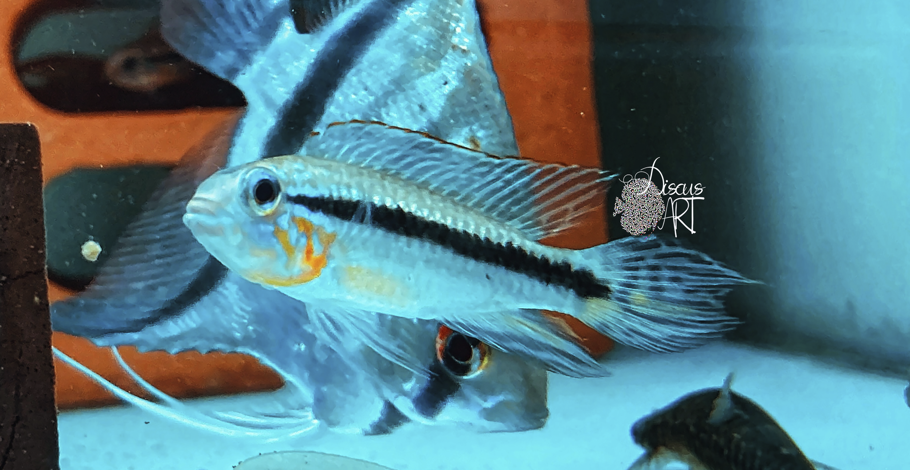 ap mendezi Apistogramma Mendezi Wild - DiscusArt