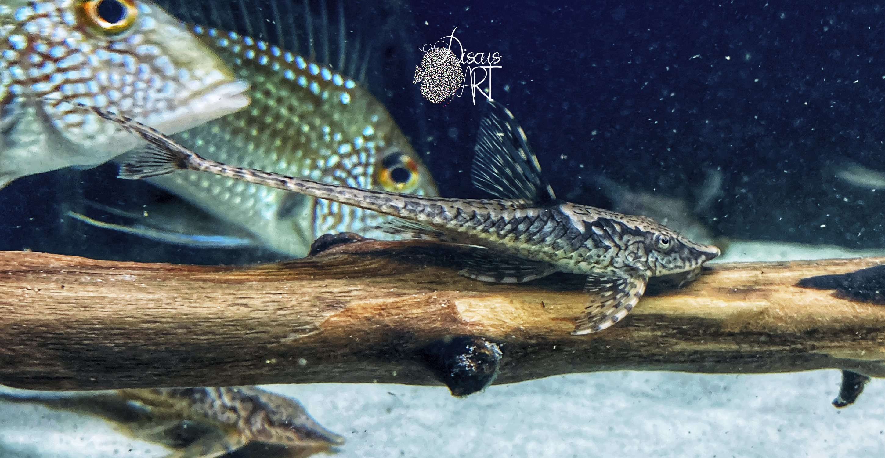 leightoni Sturisomatichthys leightoni WF - DiscusArt