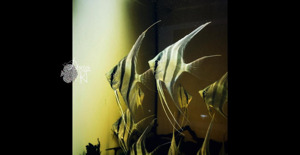 Ciclidos - DiscusArt