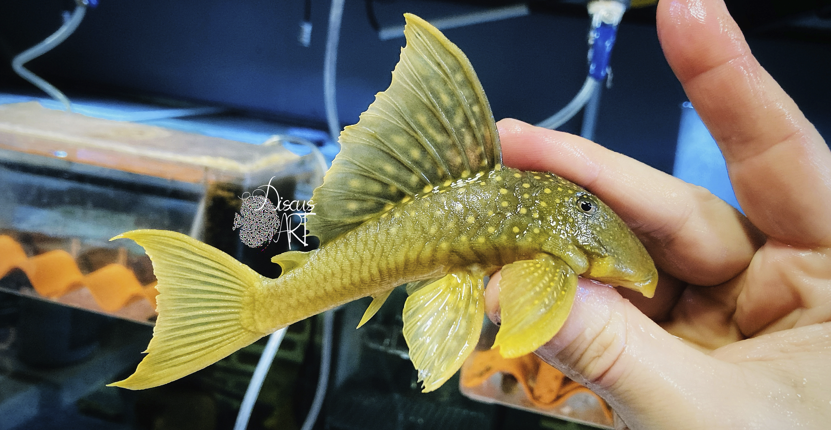 l200A L200A Baryancistrus Demantoides High Fin - DiscusArt