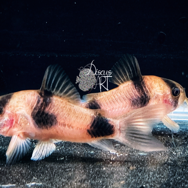 Corydora Weitzmani WF