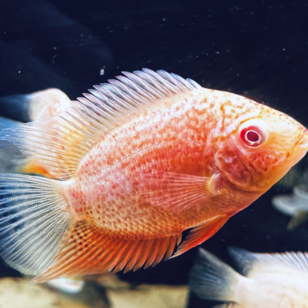 Heros Golden Red Spot