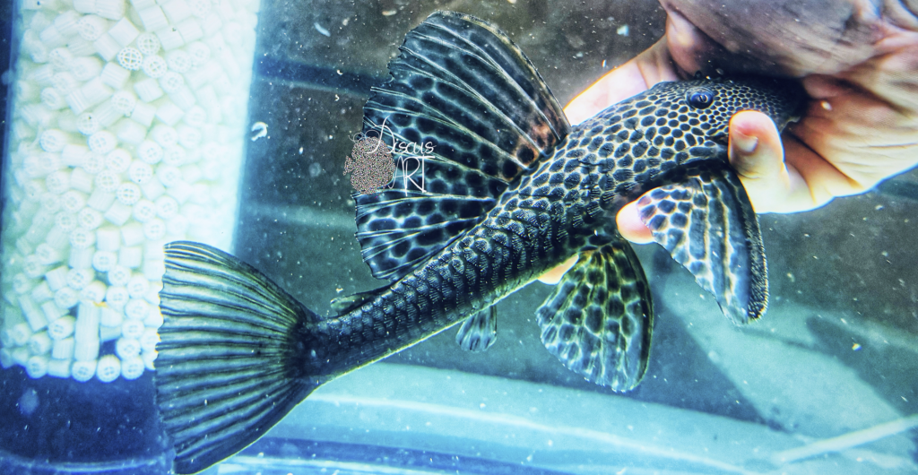 Hypostomus - DiscusArt