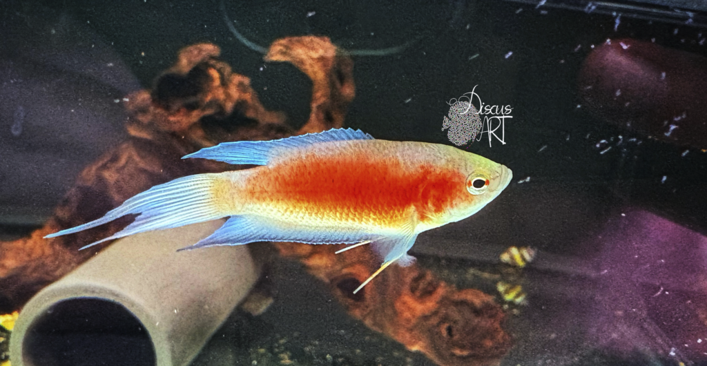 bettas - DiscusArt