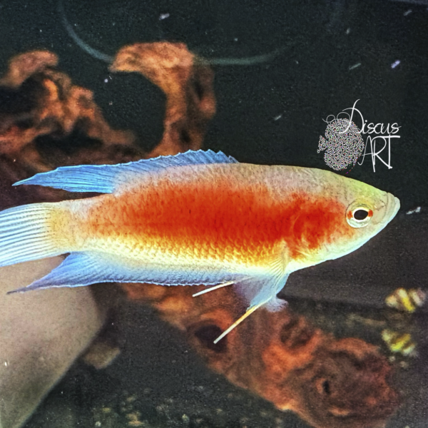 Macropodus Opercularis Super Red