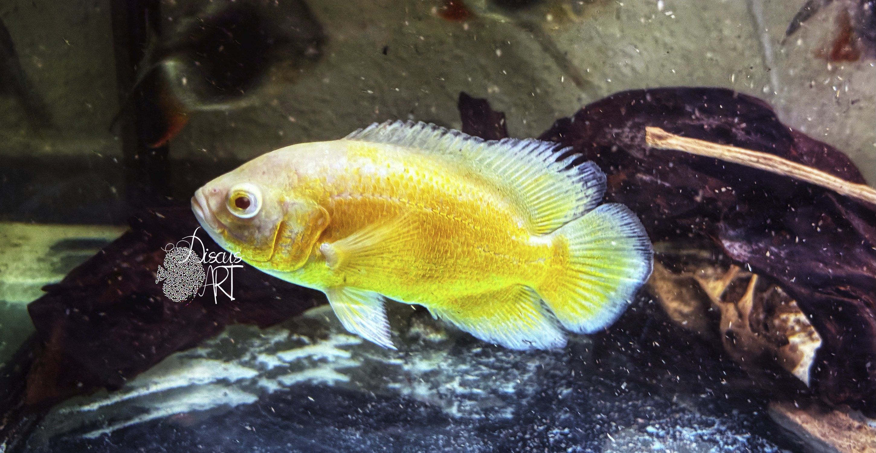 oscaryelow Astronotus Ocellatus Yelow Lemon Albino - DiscusArt