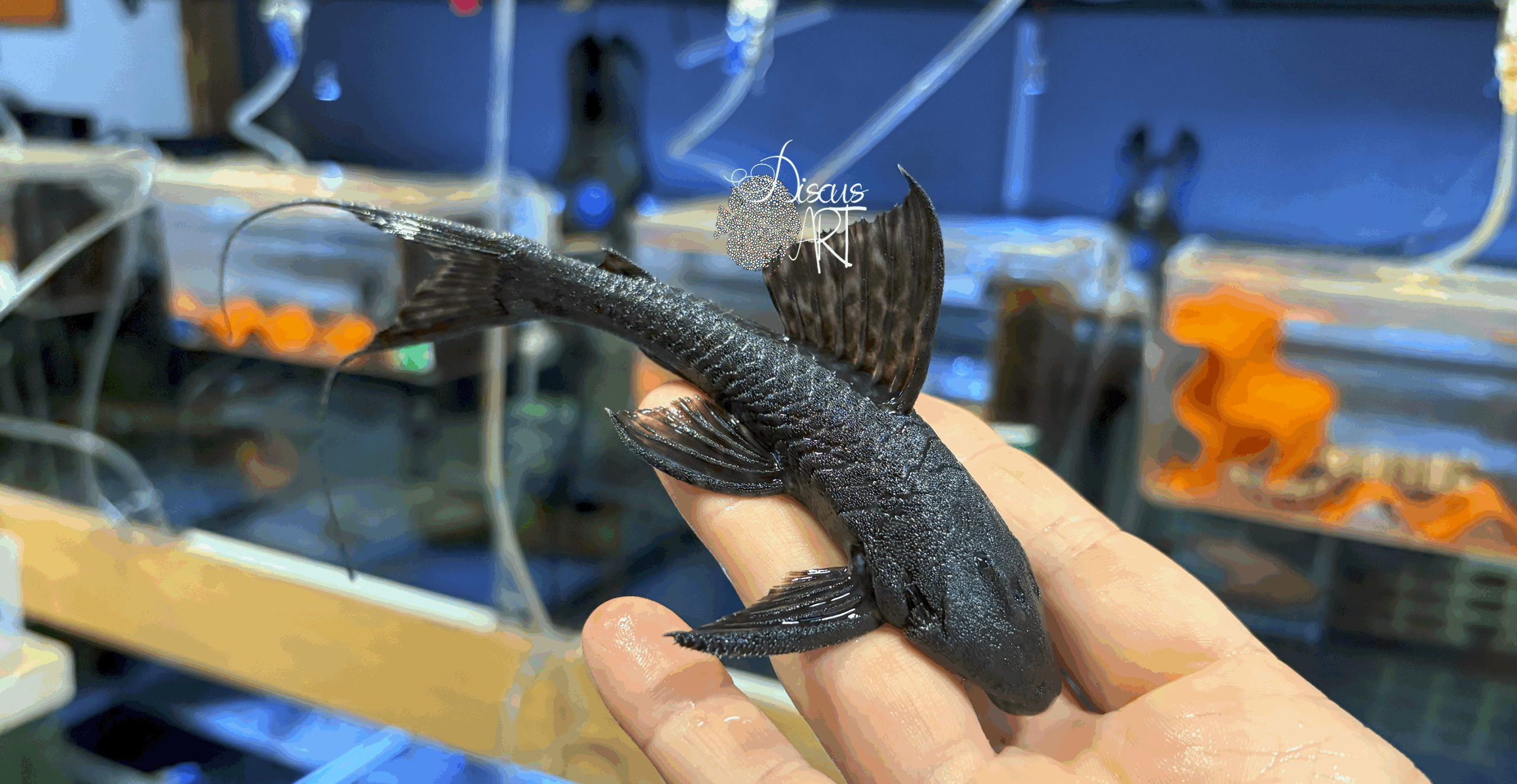L350 L350 Peckoltia Pankimpuju - DiscusArt