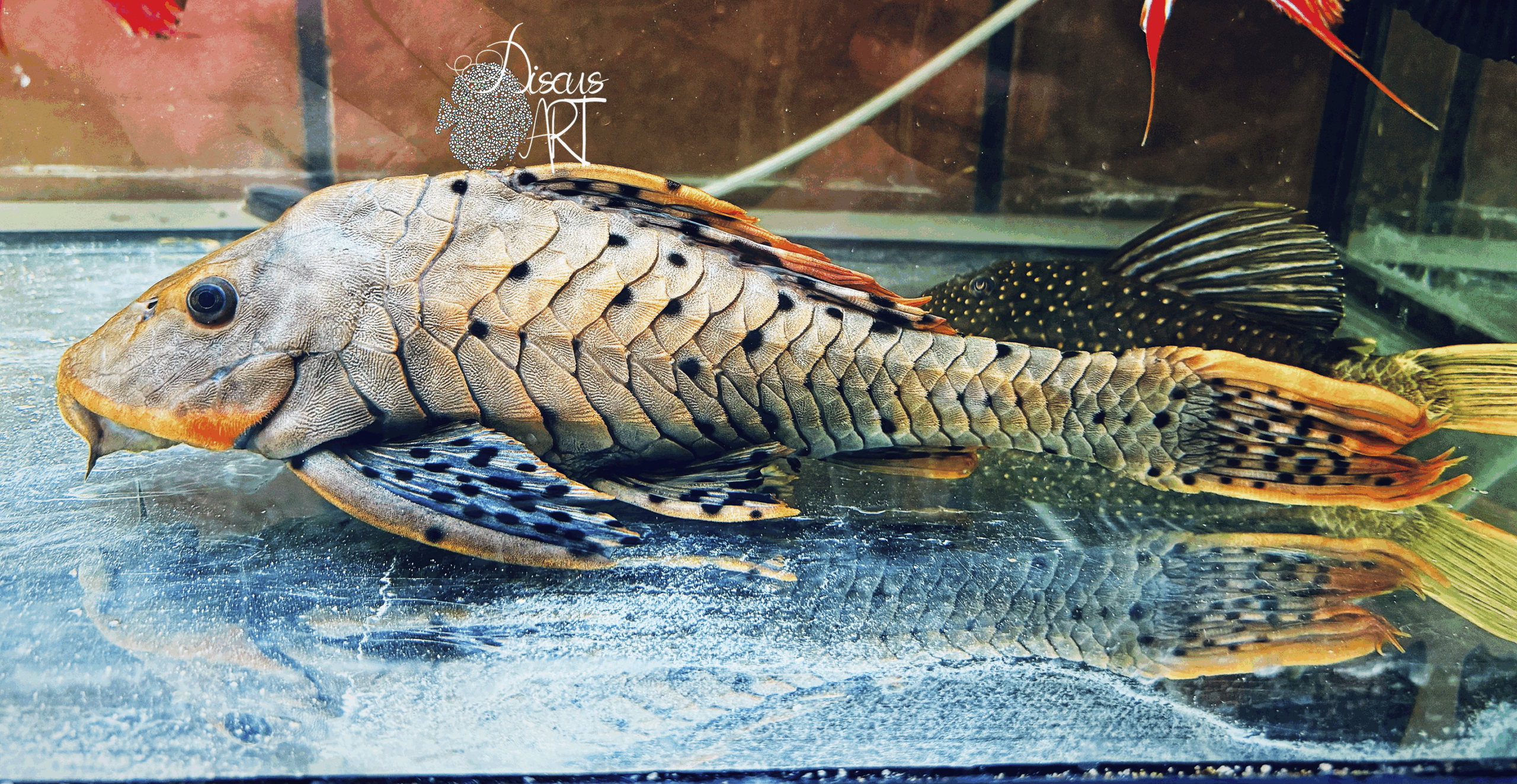 l095 L095 Pseudorinelepis sp. Genibarbis - DiscusArt